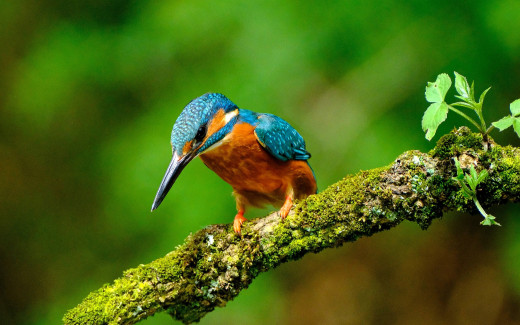 1755074 (a): :1920x1200